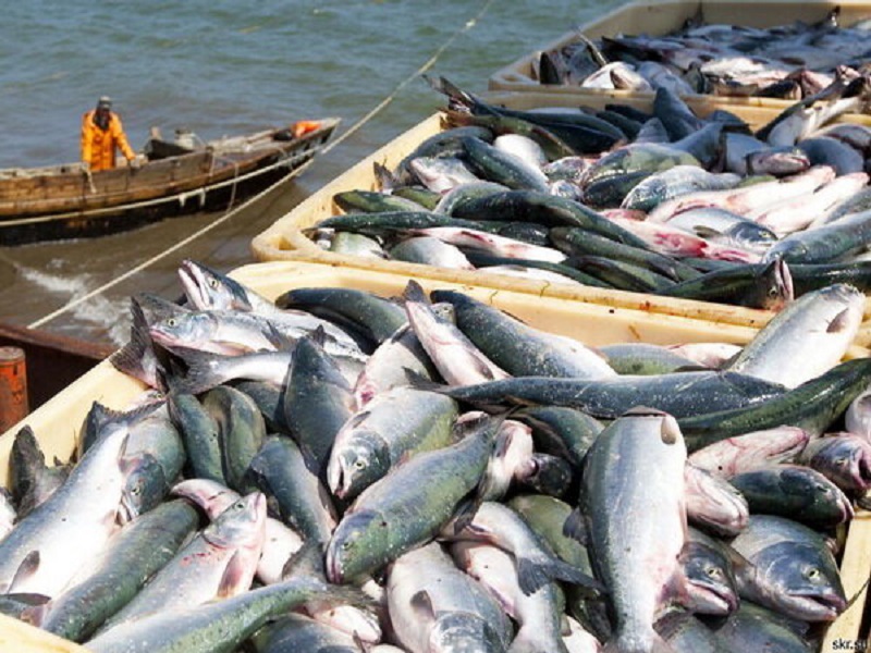 employment oppourtunity in fishary sector
