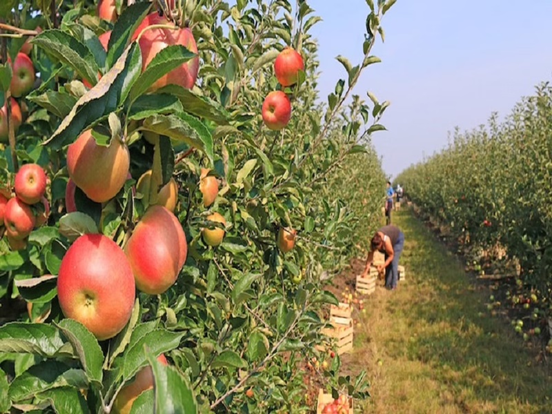 कोरडवाहू जमिनीत  सफरचंदाची यशस्वी शेती