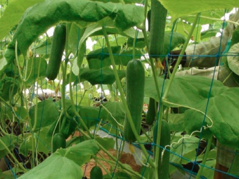 plant simple cucumbers in summer.