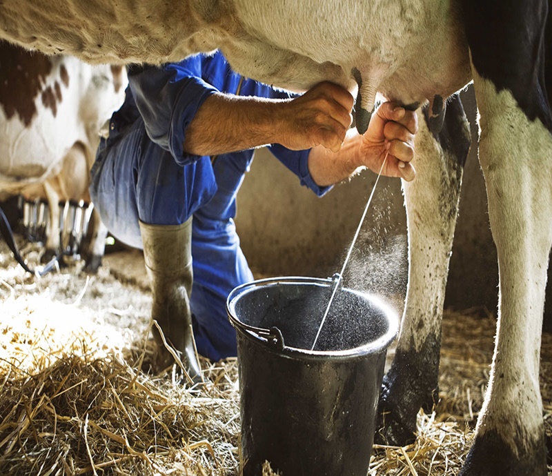 Livestock is also in trouble with the dairy business