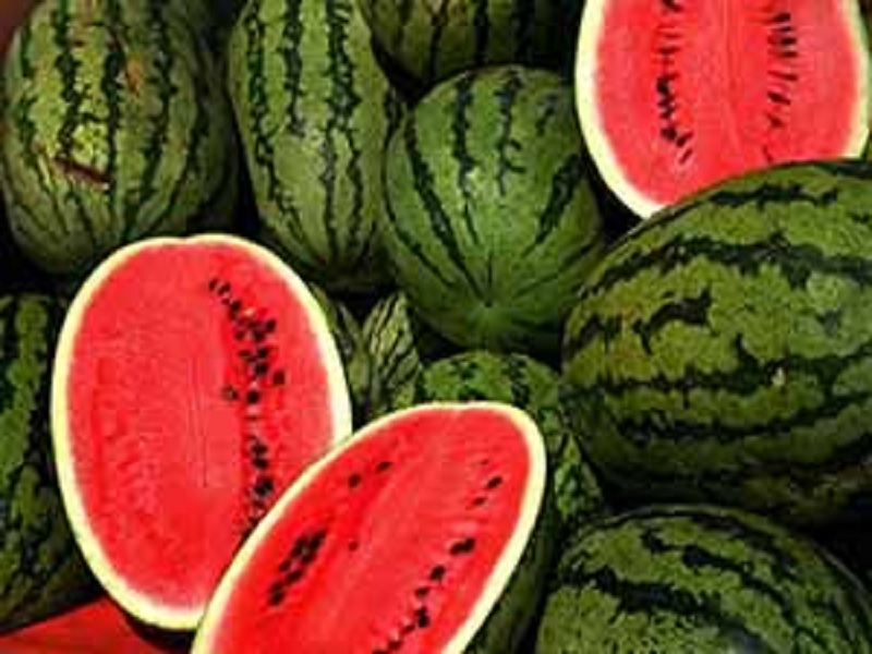 watermelon processing give chance to earn more profit to farmer