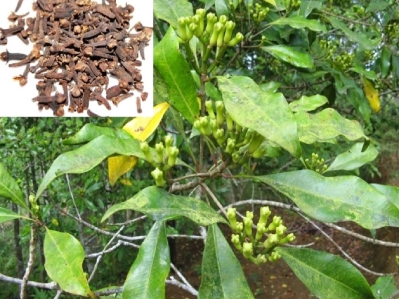 important information about clove crop cultivation