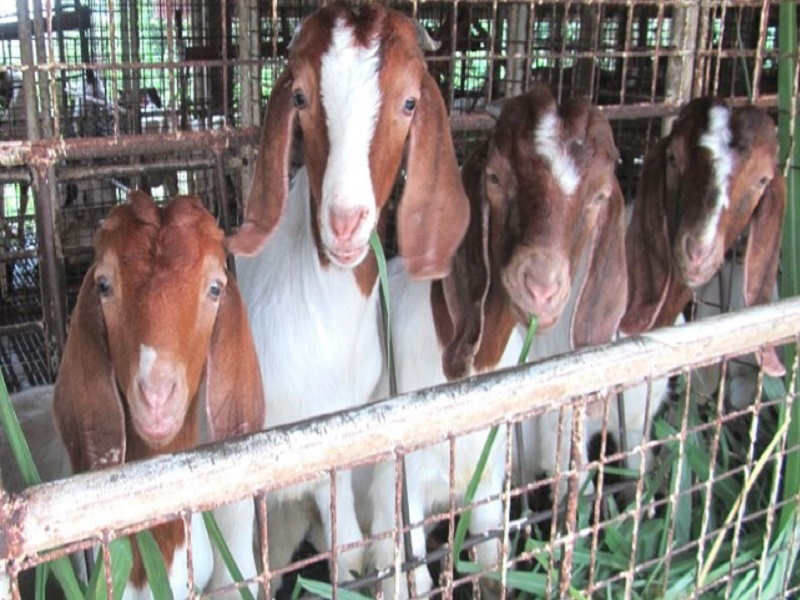 boon for foreign goat farmers.