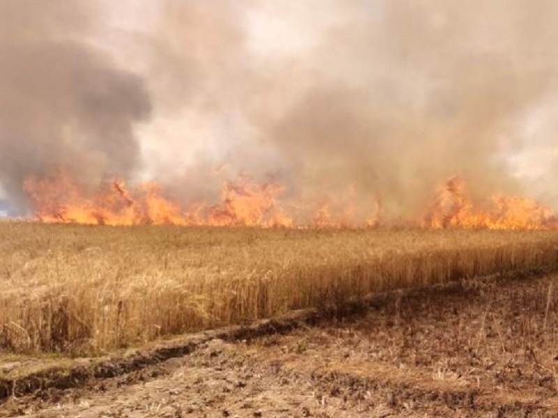 crops are on fire due to rising temperatures.