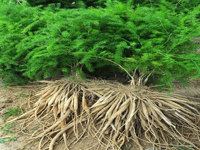 cultivation process of shatawari crop