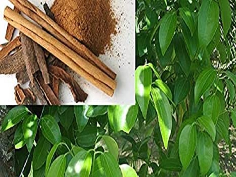 harvesting method of cinnamon crop