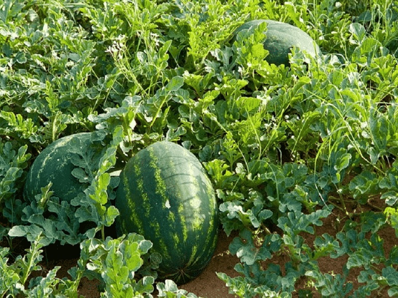 graduate young farmer earn 13 lakh profit through watermelon cultivation