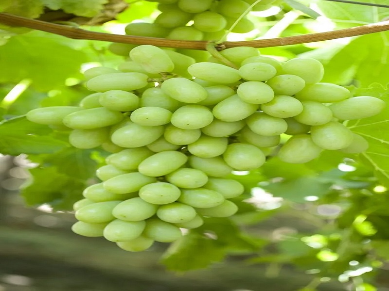 helpline create for grape productive farmer to avoid decisive from traders