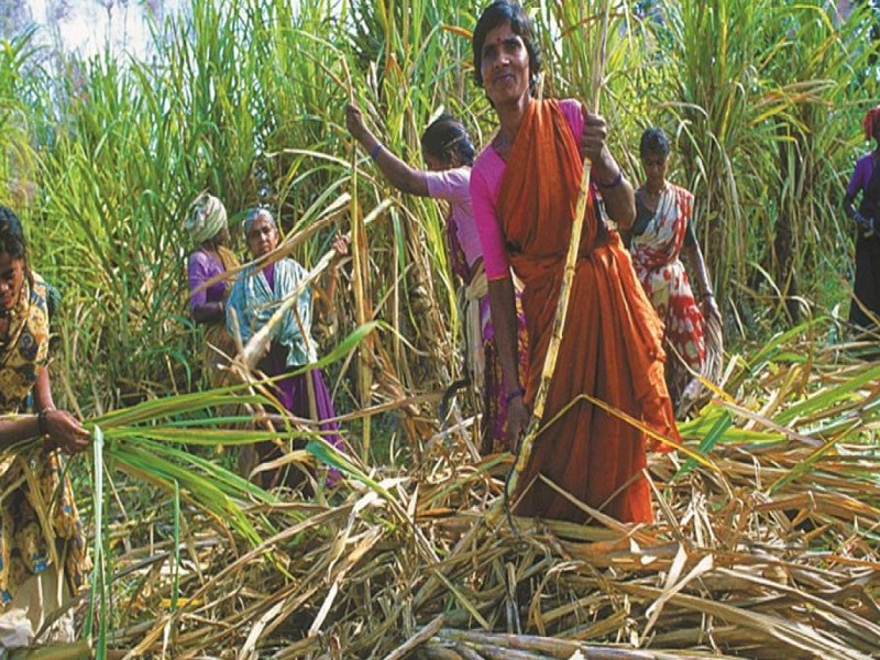 this sugercane factory give extra 100 rupees per matric tonn to labour