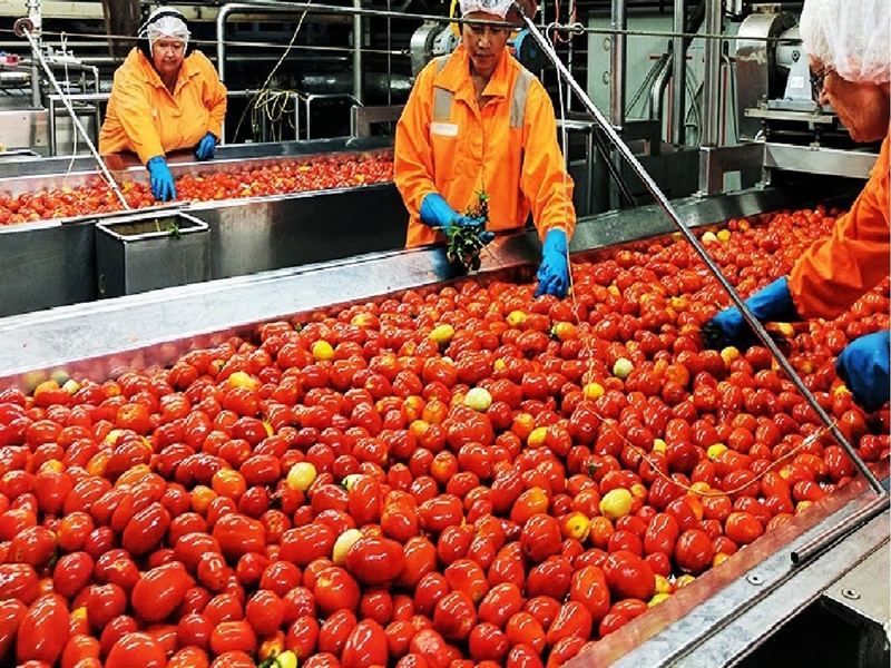 Tomato Sauce Manufacturing