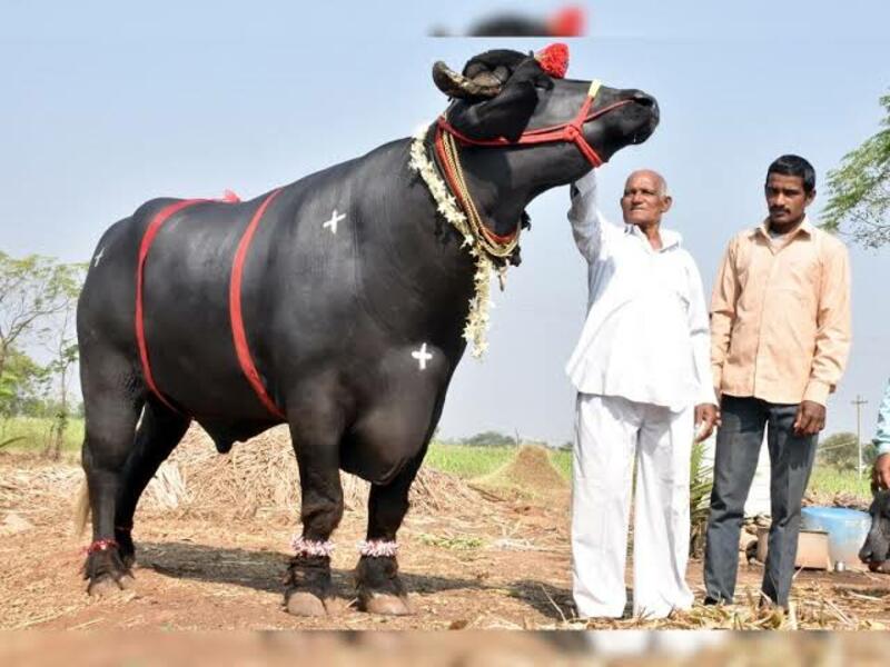 दीड टन वजनाचा गजेंद्र रेडा (Gajendra Reda weighing 1.5 tons)