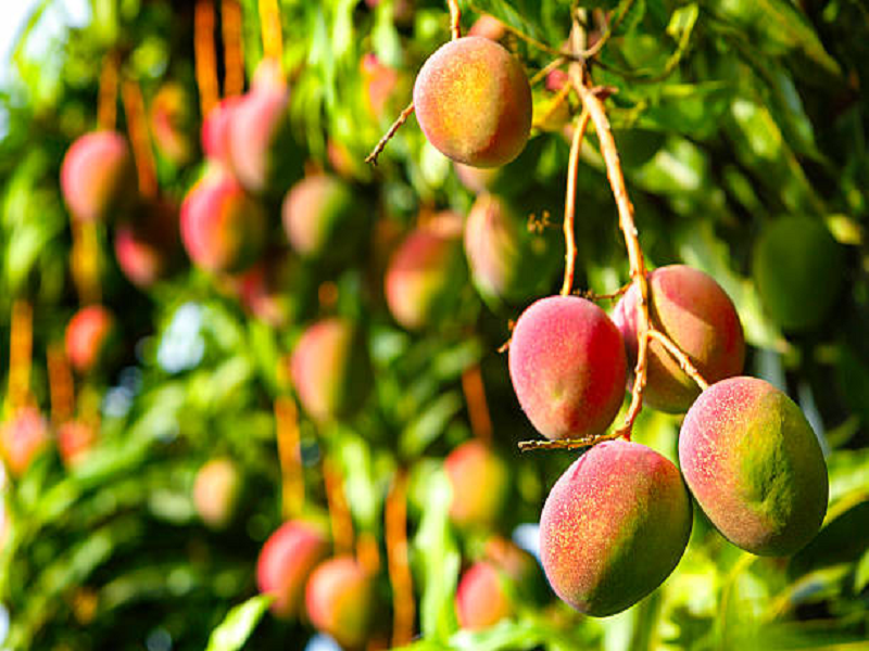 electricity suplly cut to mango productive farmer