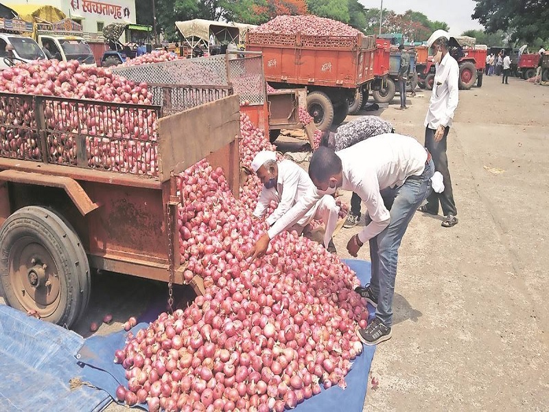 in lasalgaon marker comitee start onion purchasing by naafed