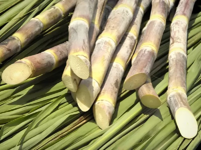 from 1 tonn cane farmer earn 25 thosand rupees by making cane jam