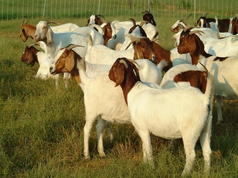 3 thousand center establish for artificial insemination in goat