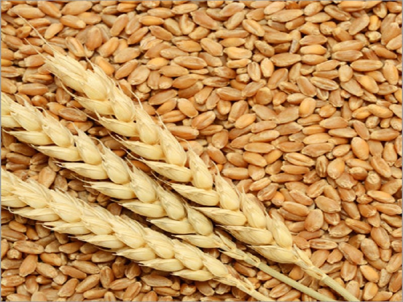 wheat market rate is too less than farmer expectation due to some reason