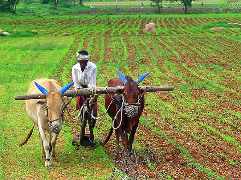 Farmers business with agriculture