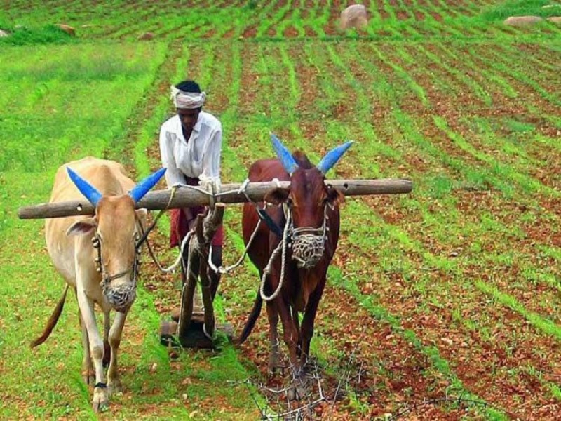the real situation of farmer in maharashtra is one of the crucual anylasis