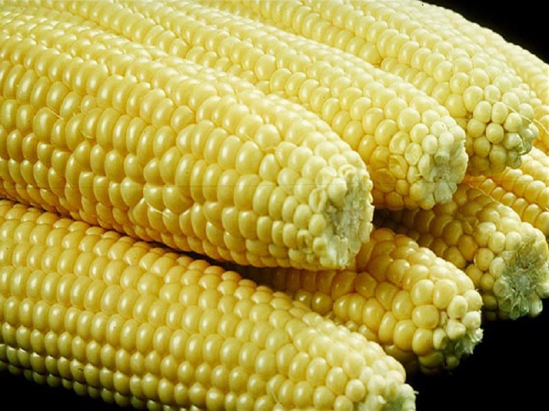 growth demand of corn in corn processing industries to get benifit to farmer