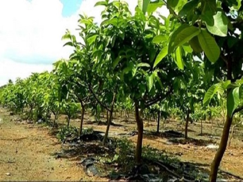 growth in guavha orchred cultivation by support to magnet orgnization