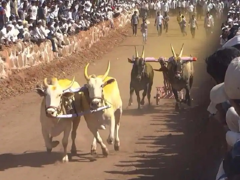 in nagar district ralegan therpaal orgnise bullock cart race 23 to 24 april