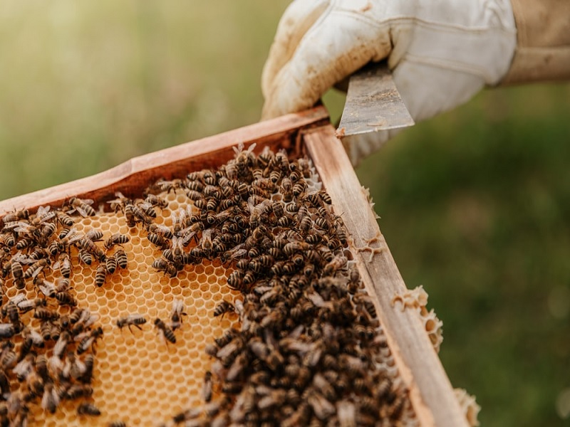 beekeeping bussiness is so profitable and important for farmer