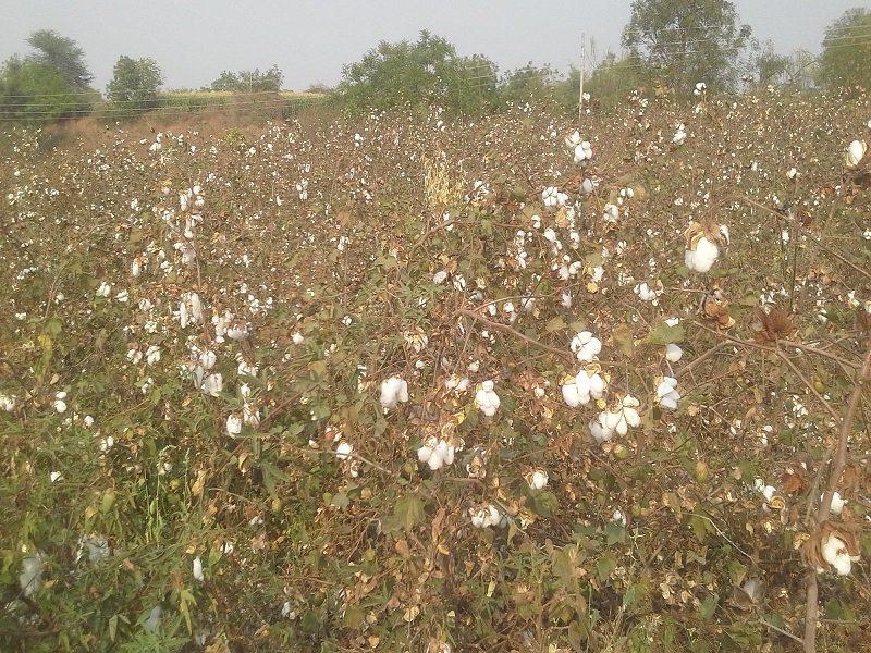 late cotton is caused to influance of pink bollworm in cotton crop