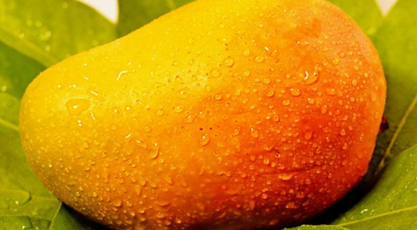 Crisis on mango cultivators.