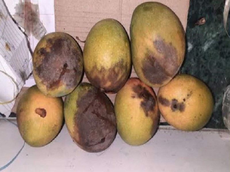 mango farmers in Konkan