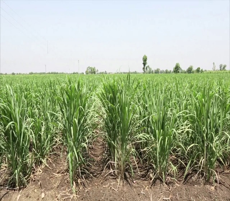 adsaali cane crop proper management is profitable for farmer