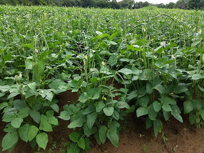 cowpea is give more production and profit in short term to farmer