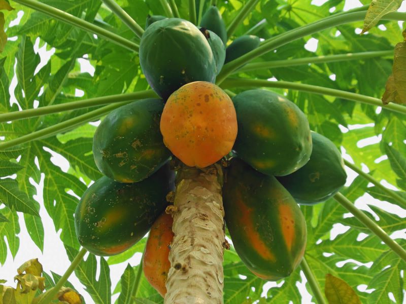 papaya orchard