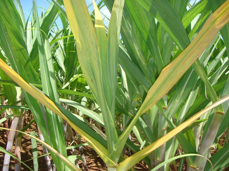 sulphur is so benificial in growth production in cane crop