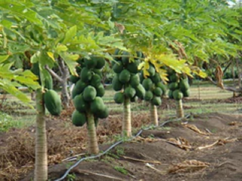 expert advice is important to growth papaya production and income