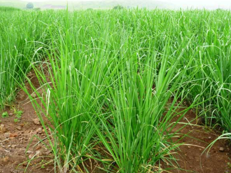 Sugarcane  tonnage of sugarcane stalks decreasing