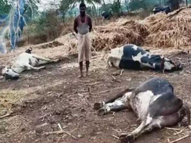 Three cows killed in lightning strike