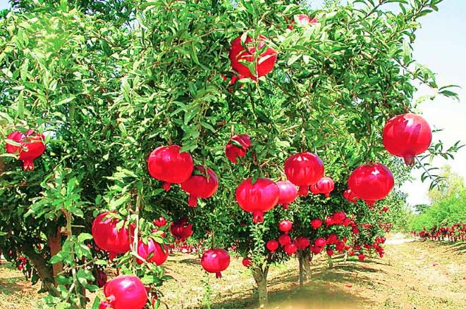 Pomegranate production declined