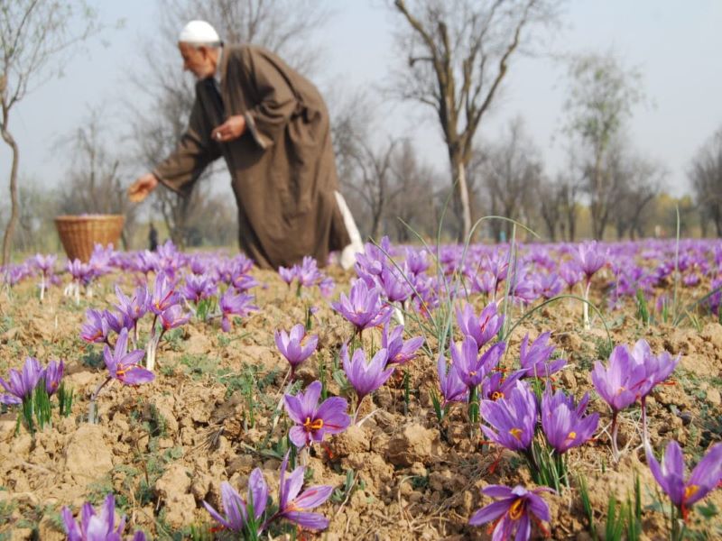 cultivate saffron and earn more money