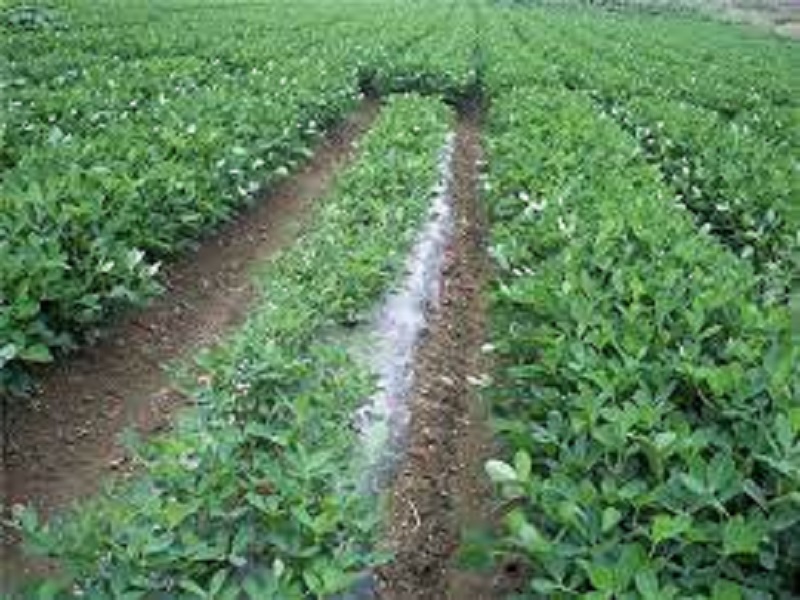 plastic mulching is so useful in groundnut cultivation and more production