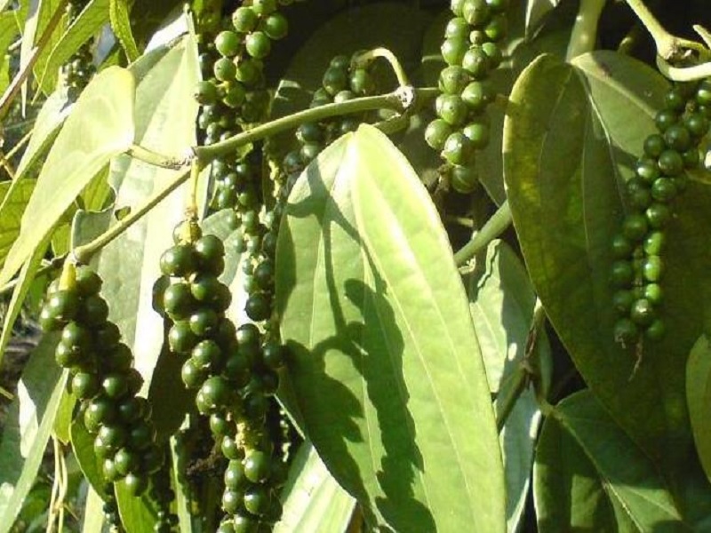 black pepper cultivation is so profitable for farmer in kokan region