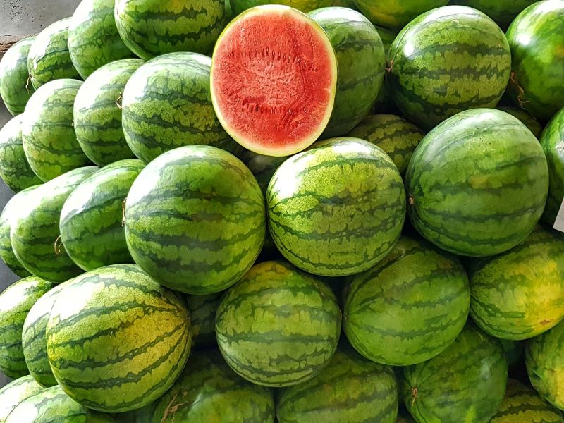 watermelon growers are in big crisis