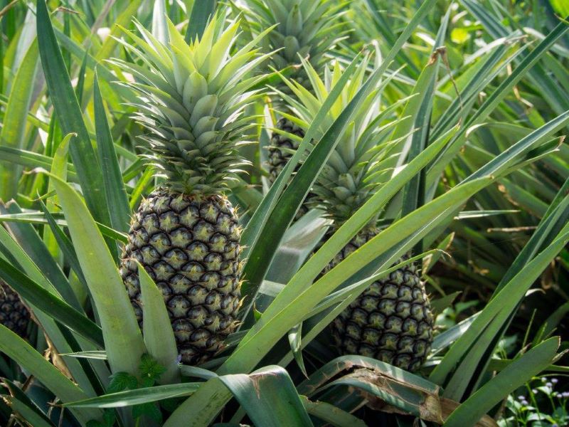 Pineapple Farming Business Idea