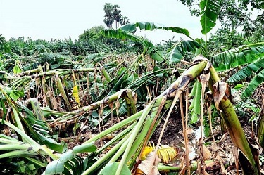 जळगाव जिल्ह्यातील 144 गावांना केळीची भरपाई
