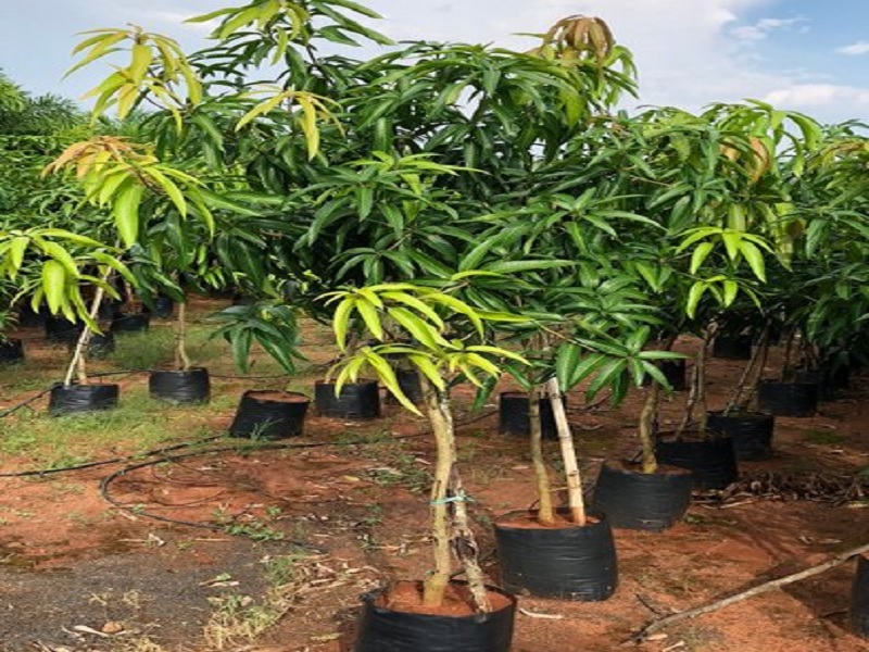 ghan cultivation method is important for mango orcherd cultivation