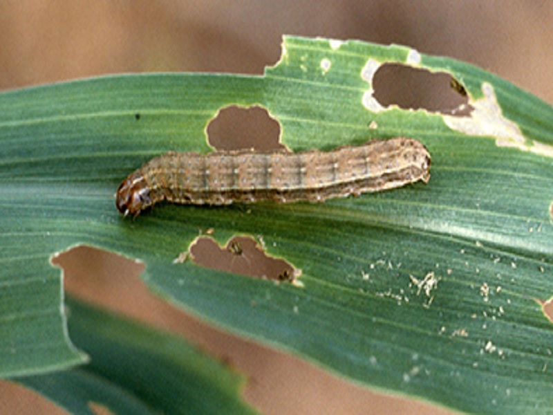oxytech reserch group develope gm for control to fall army worm
