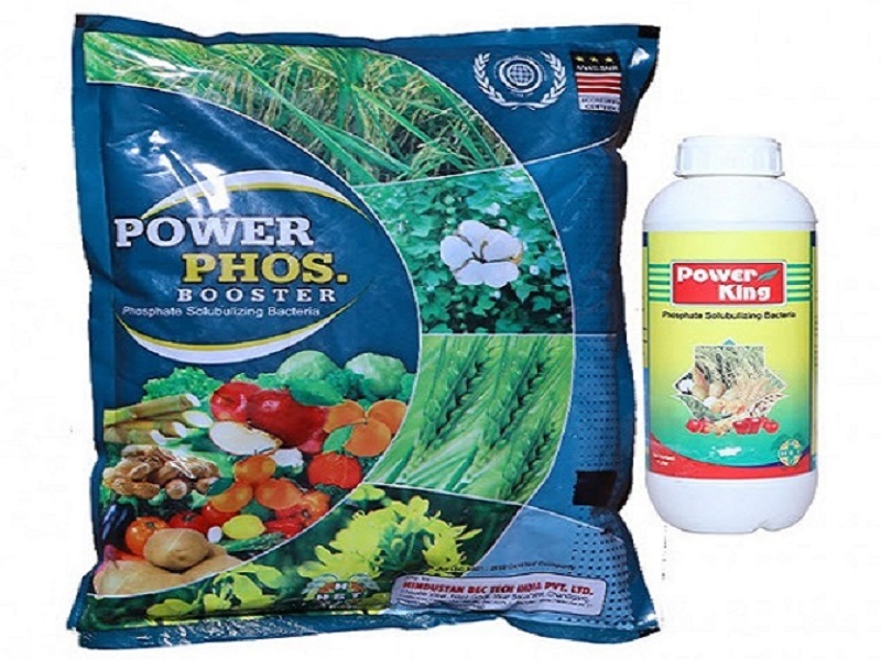 psb bacterial fertilizer is useful and most benificial to all crop