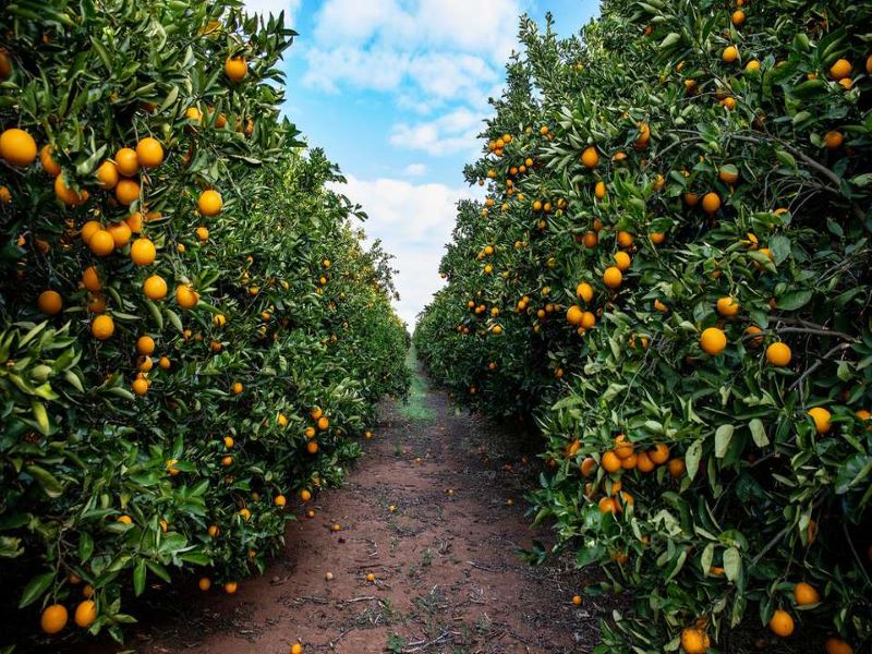 orange Orchard