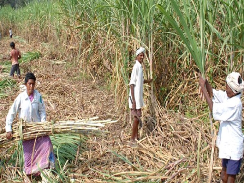 goverment take decision about cane crop subsidy