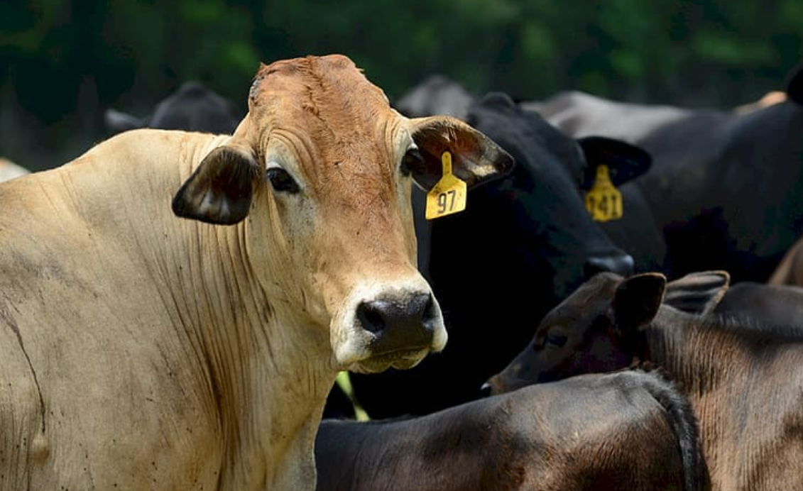 'Aadhar Card' tag on cow and buffalo ears