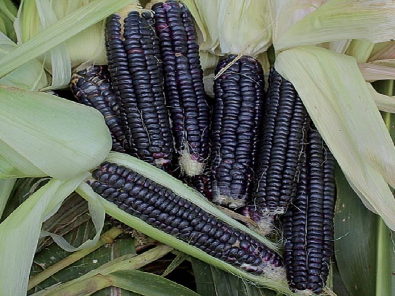 the cultivation of black corn crop that give more production and farmer earn more income
